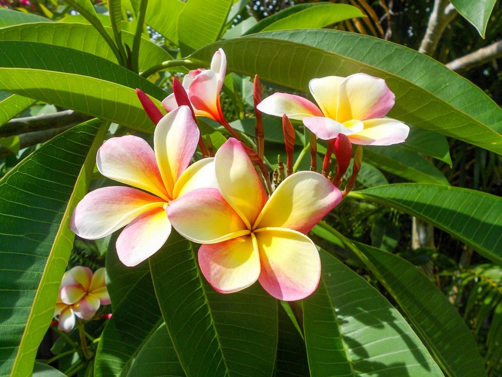 Hawaiian