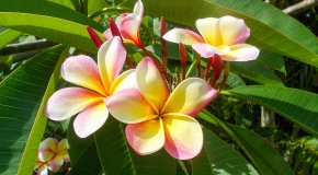 Hawaiian