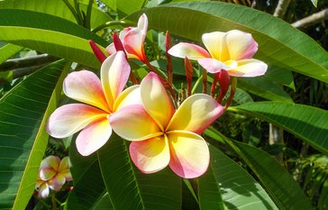 Hawaiian
